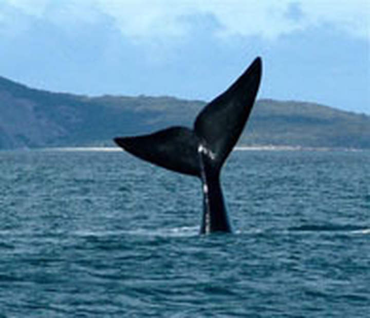 Whale 2