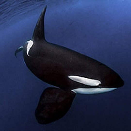 Orca below