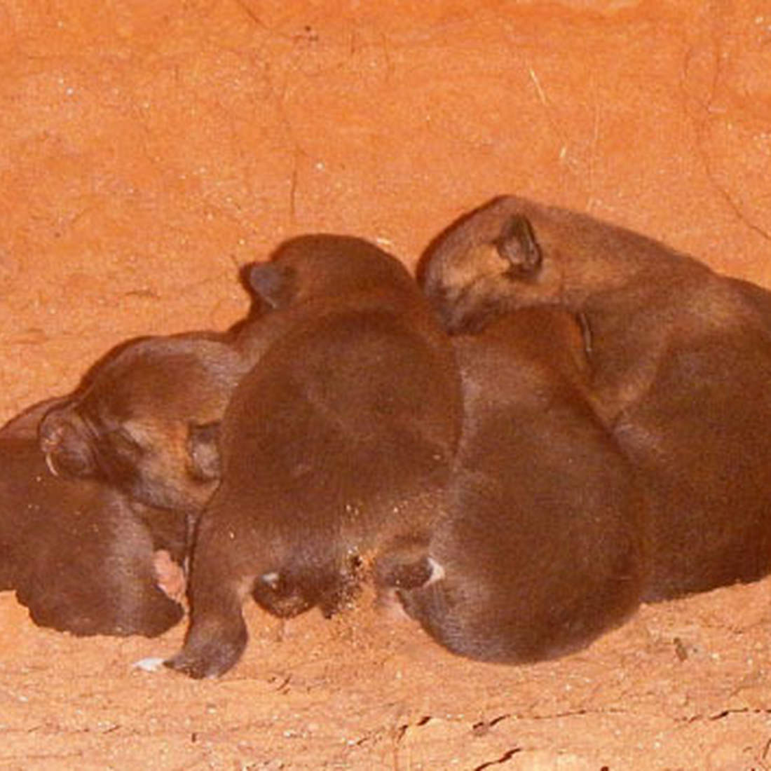 Dingo Pups