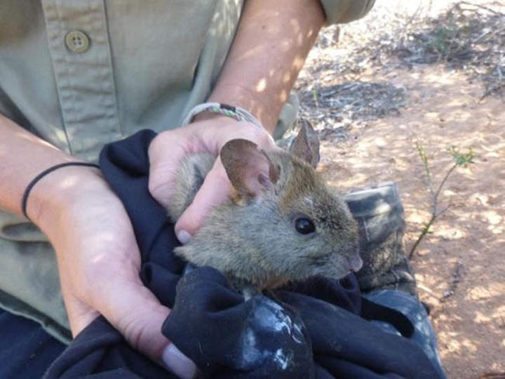 Greater Stick Nest Rat