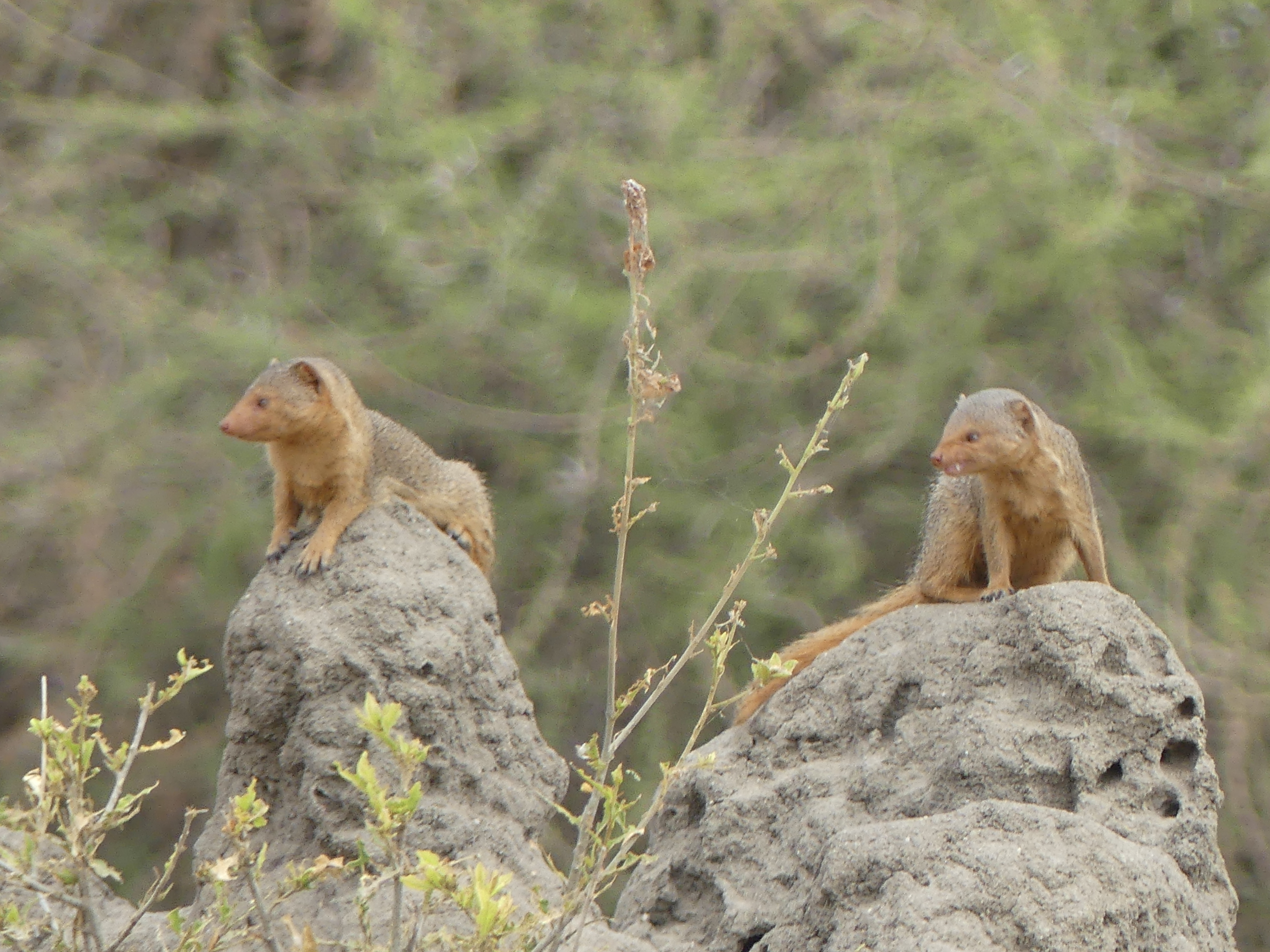 meerkat